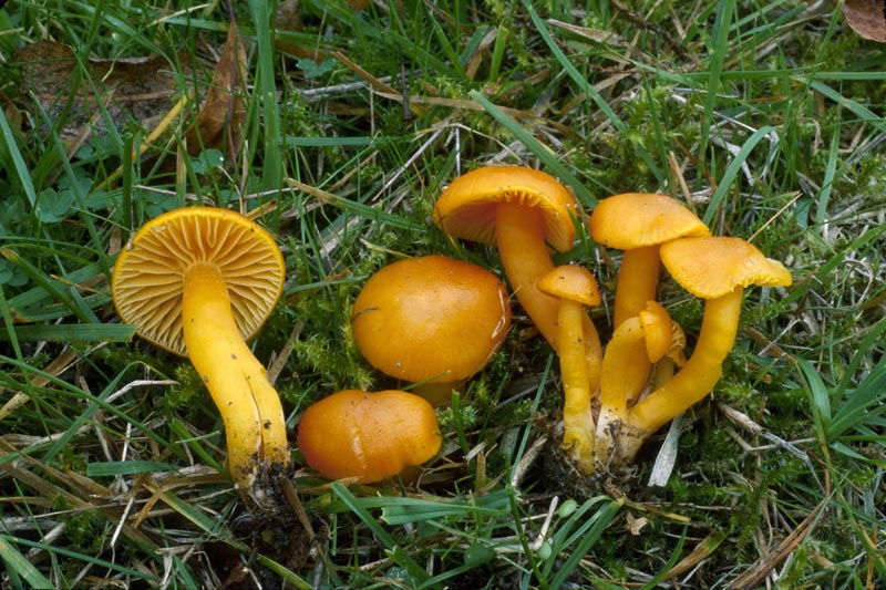 Hygrocybe ceracea